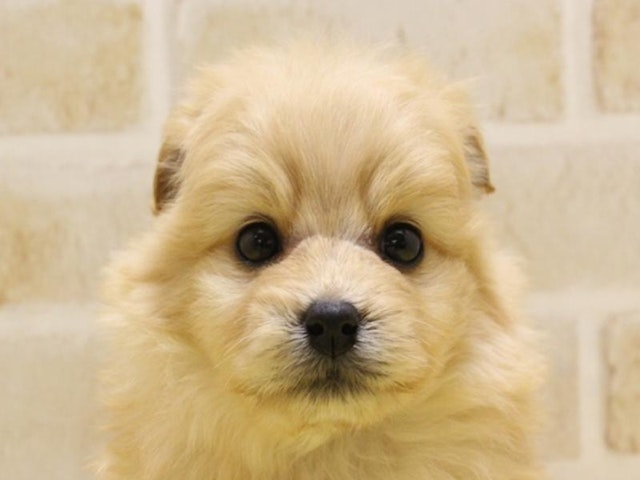 静岡県のハーフ犬・ミックス犬 (ペッツワン浜松雄踏店/2024年2月3日生まれ/男の子/アプリコット)の子犬